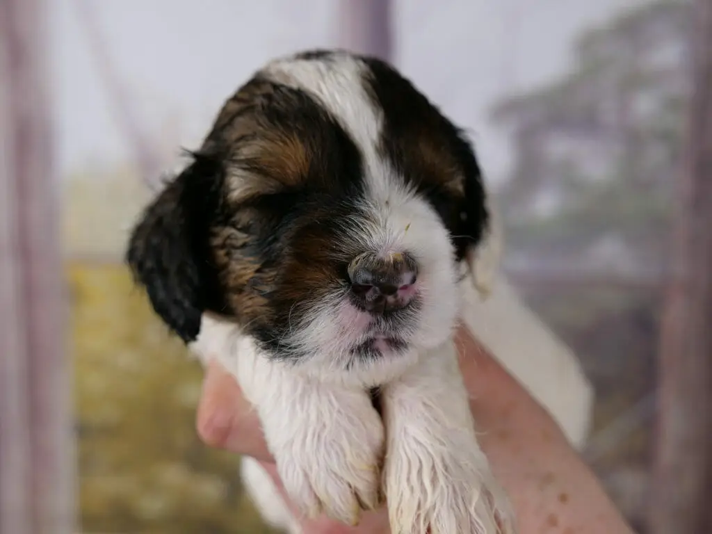 3-week old labradoodle puppy with white and sable coloring. Being held in someones hands, puppy has eyes closed and looks relaxed. Patches over eyes and ears of black/tan/coppper (sable markings), while the rest of him apepars white.