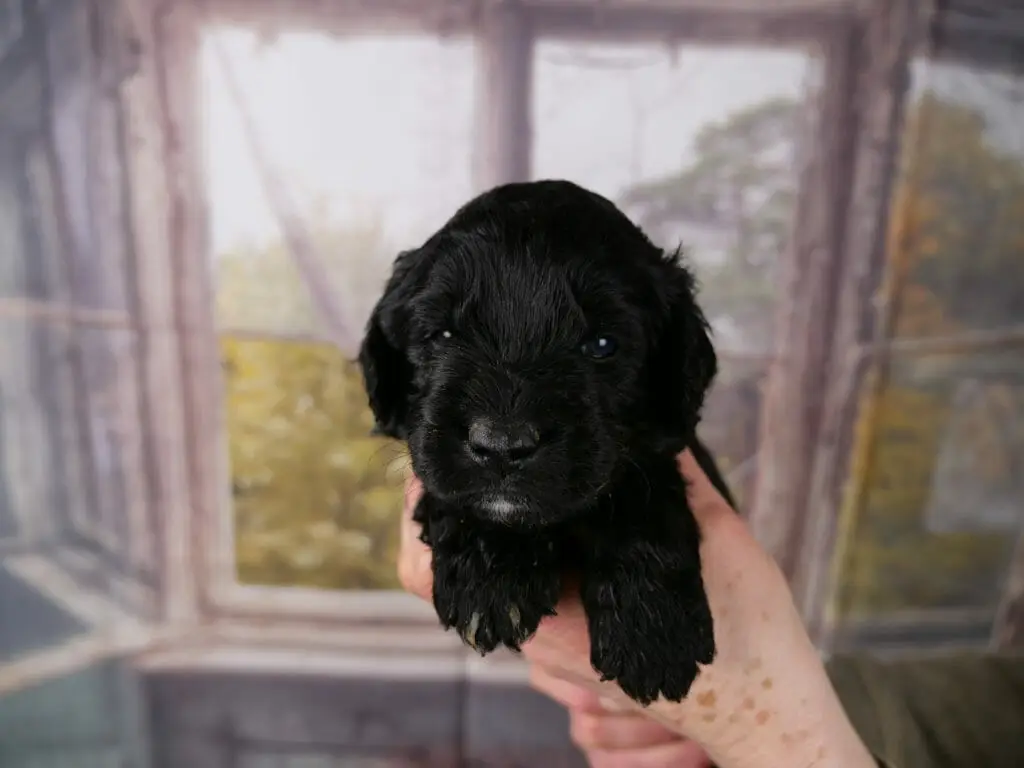 3-week old solid black labradoodle puppys face. He has a tiny white goatee, his eyes are blue. Held in someones hand and looking at the camera. His front paws have a bit of orange food stuck to them.