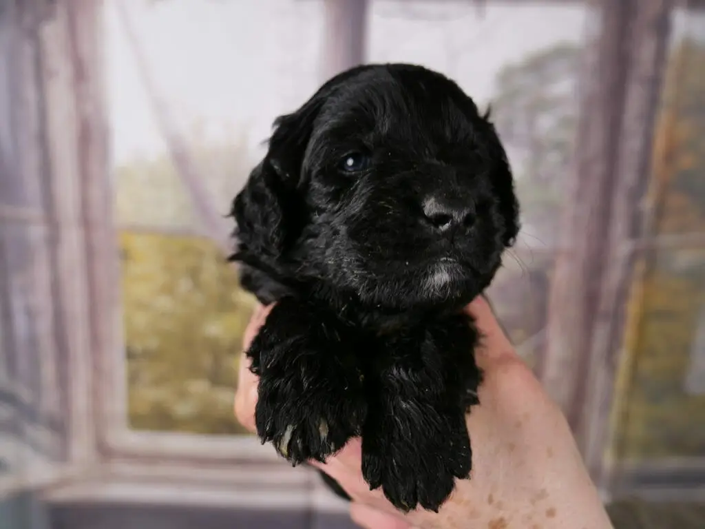 Close up of a 3-week old solid black labradoodle puppy. He is held in someones hands, his head is stretched up and looking just to the right of the camera. He has a little white goatee and some dried orange food on his coat.