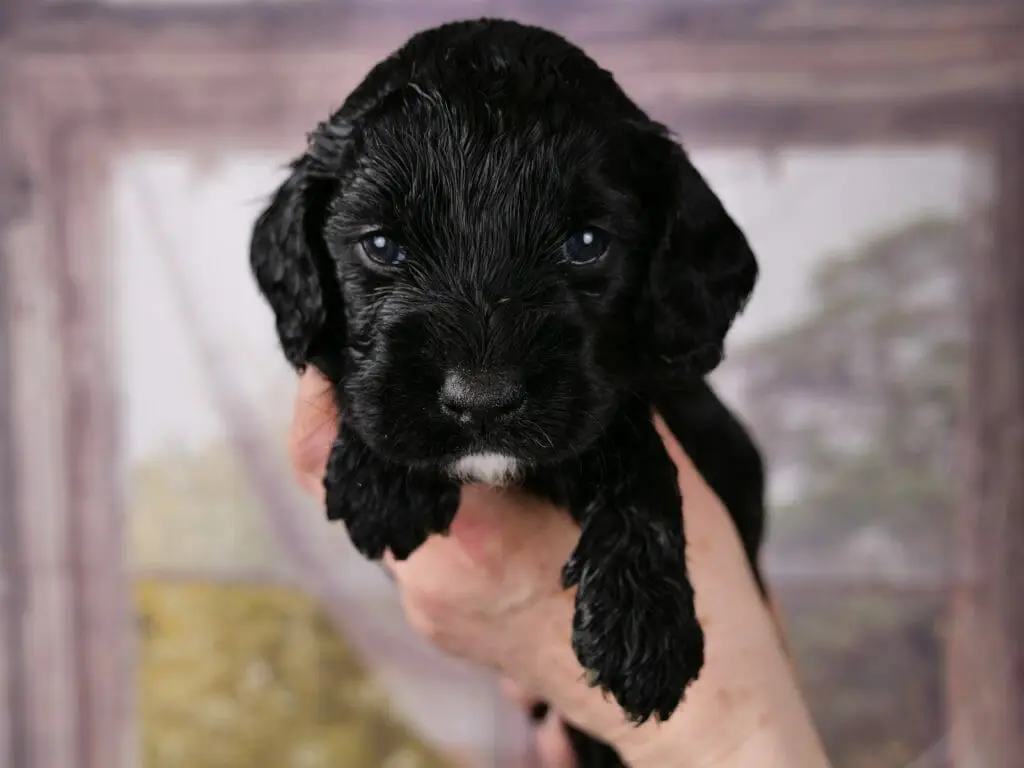 3-week old black labradoodle puppy held in someones hands. Just puppys head and front paws are visible. Dark blue eyes are looking into the camera. Puppy has a bright white goatee.