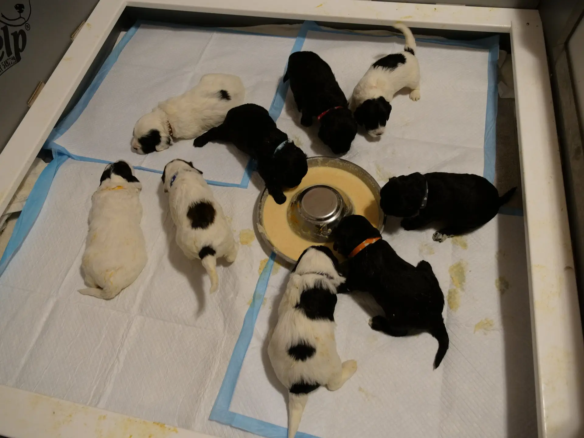 3-week old labradoodle puppies. Birds eye view, 4 solid black and 5 black and white. They are eating out of a round pan full of orange soft food.