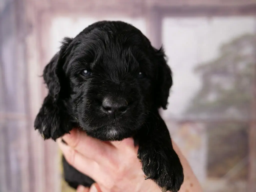 Solid black 3-week old labradoodle puppy held in someones hands. Only the puppys head and front paws are visible. His gentle blue eyes are looking at the camera. He has a tiny white goatee.