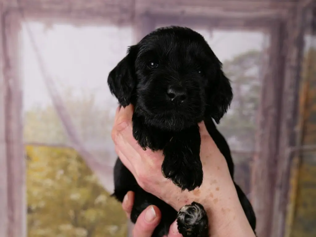 Solid black 3-week old labradoodle puppy is held in someones hands. He is looking at the camera and his blue eyes are shining in the light.