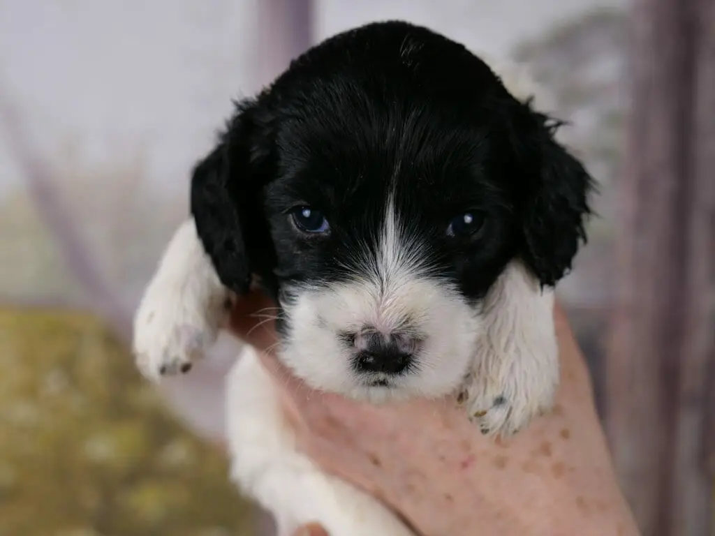 black and white 3-week old labradoodle puppy looking directly at the camera with dark blue eyes, held in someones hand. Puppys muzzle and front paws are white. Her face and head is almost entirely black with a small swoop of white between her eyes.