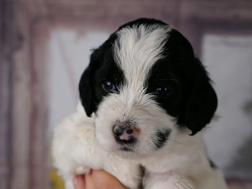 Close up of a 3-week old black and white labradoodle puppys face. White nose with a strip up to the top of her head. Patches of black over both eyes and ears. A black spot on the lower part of her face. The tip of her nose appears to have black freckles. Eyes are bright blue and looking just to the left of the camera.