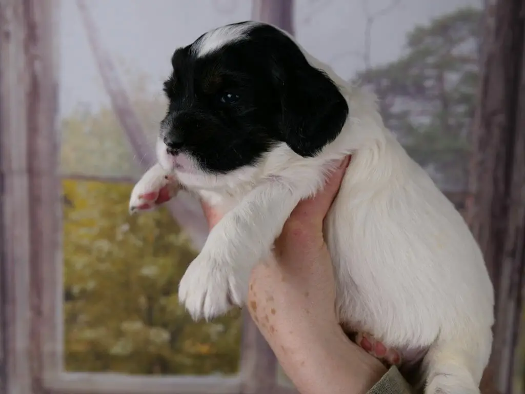 3-week old black and white labradoodle puppy is turned facing the left of the camera, held in someones hand. Round white tummy with just a peek of puppy toes poking out from underneath. Head has a white diamond on the top, the rest of puppys face is black including ears.