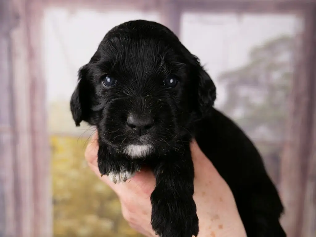 3-week old solid black labradoodle puppy, held gently in someones hands and looking directly at the camera. A tiny white goatee and white dipped toes.