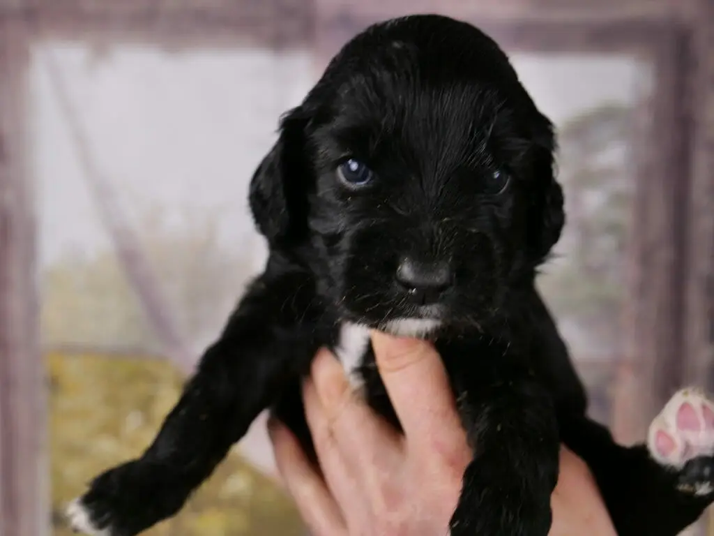 3-week old Black labradoodle puppy held in someones hands. Head, body and legs are solid black. A tiny white goatee, white dipped toes and a bit of white on puppys chest.