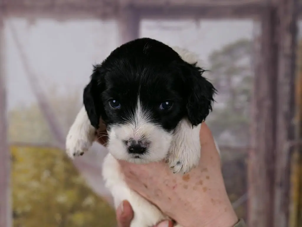 3-week old black and white labradoodle puppy held upright in someones hands. Puppys head and ears are solid black, her muzzle and front paws are white. She is looking intently at the camera with dark blue eyes.