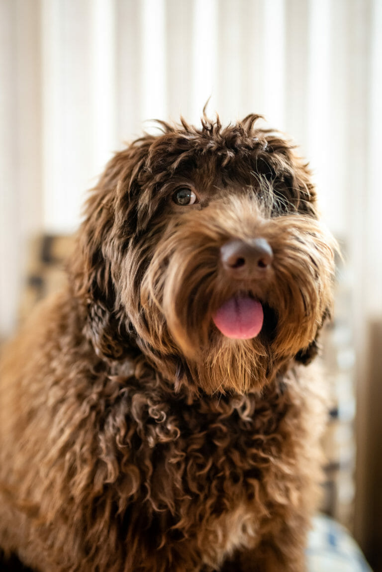 "Smoockers" professional head shot. Picture of his face, he is a a chocolate coloured labraddole with small white blaze on chest and lighter colour around nose