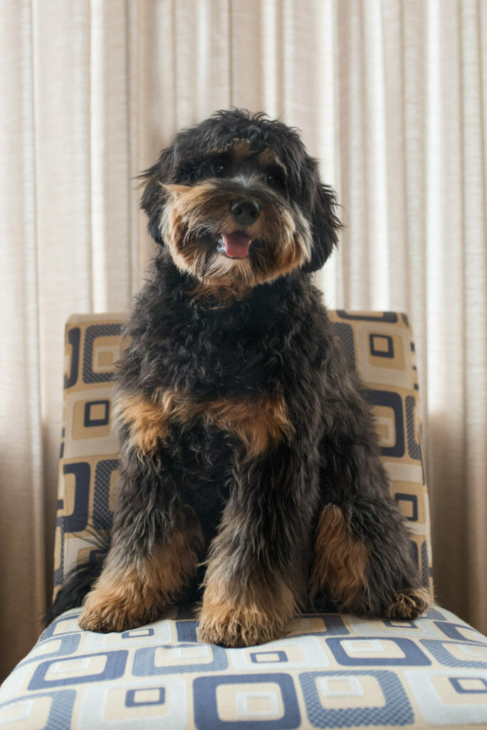 A mostly black labradoodle with phantom stripes on legs and chest and light brown on face. Sitting in a chair perfectly posed for photo