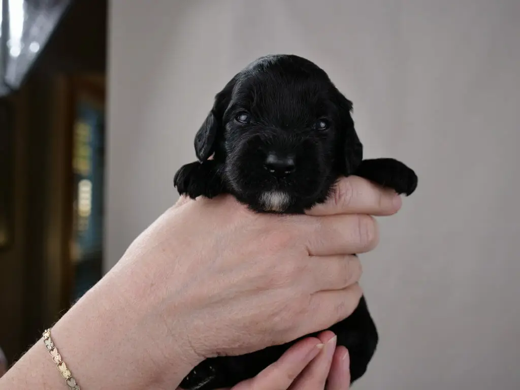 2-week old solid black labradoodle puppy held in Claires hands facing the camera. Looking straight ahead, just a small goatee is white, everything else is deep black
