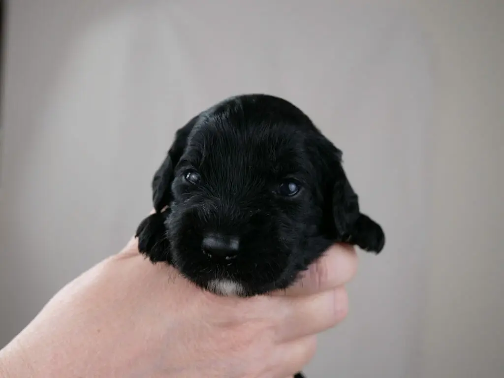 2-week old solid black labradoodle puppy snuggled in Claires hands. Tiny white goatee, but otherwise all black