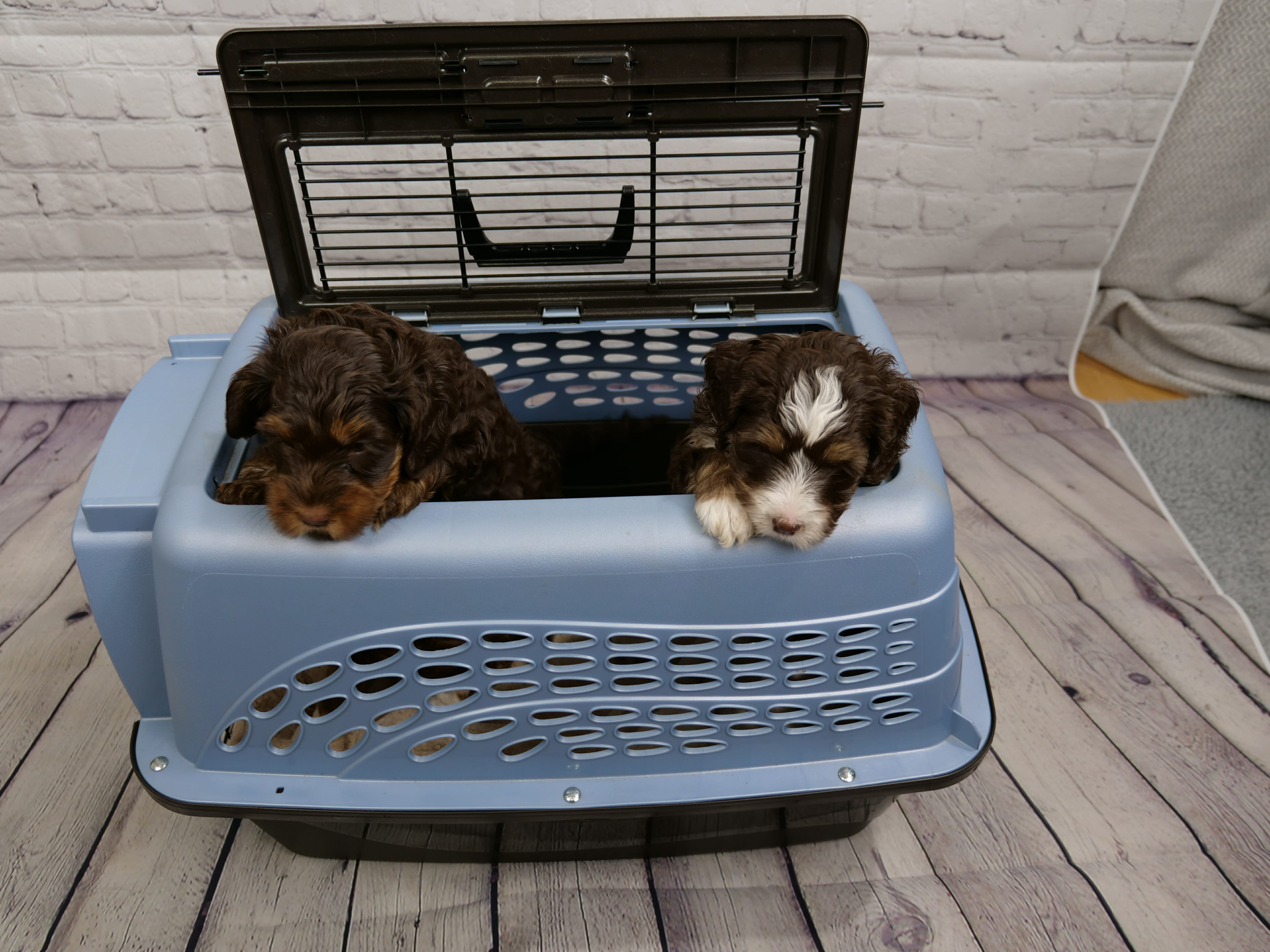 two 5-week old chocolate phantom labradoodle puppies poking their heads out the top of a blue kennel. Puppy on the right has white on the top of their head and nose with a white paw resting on the top of the kennel. Puppy on the left is dark chocolate with caramel tones. The lid of the kennel is opened and it is sitting outside on a wooden deck.