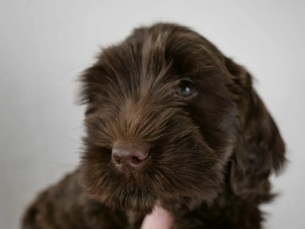 Close up of a brown labradoodle puppy with a copper streak up his muzzle. Soft blue eyes.