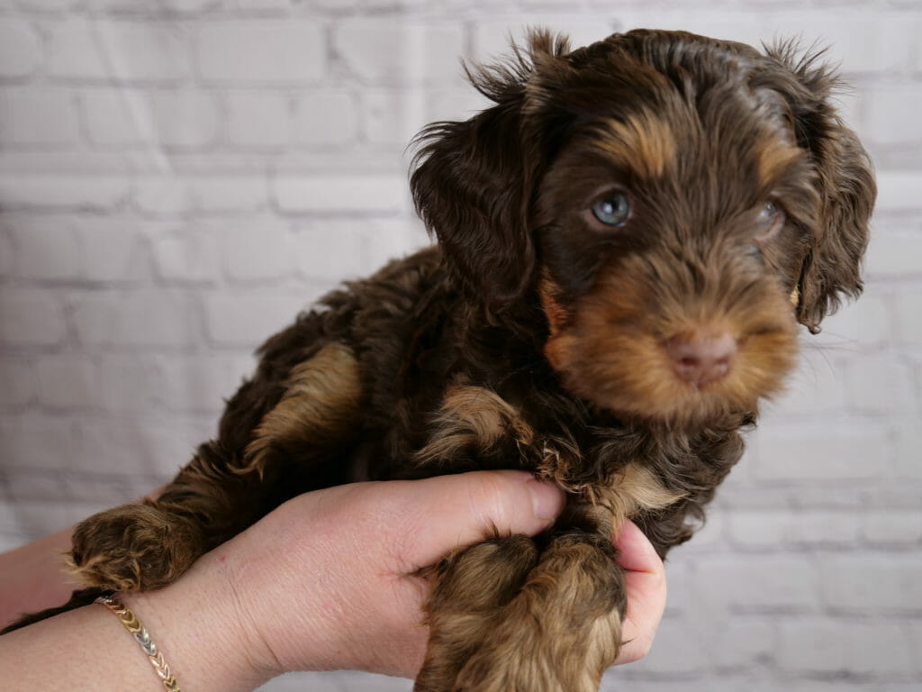 5-week old chocolate phantom labradoodle puppy held in someones hands. He is looking to the right of the image with blue eyes. He has caramel/light brown muzzle, eyebrows and lower part of his legs. The rest of him is dark brown. The hair on his ears is sticking up straight.