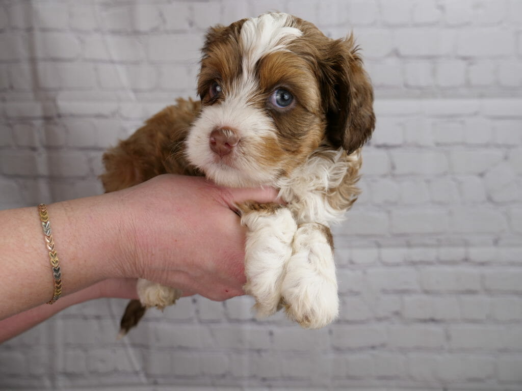 5-week old labradoodle puppy. Dilute brown with white muzzle, top of head. chest and front paws. Puppy is held in someone hands against a white brick background.