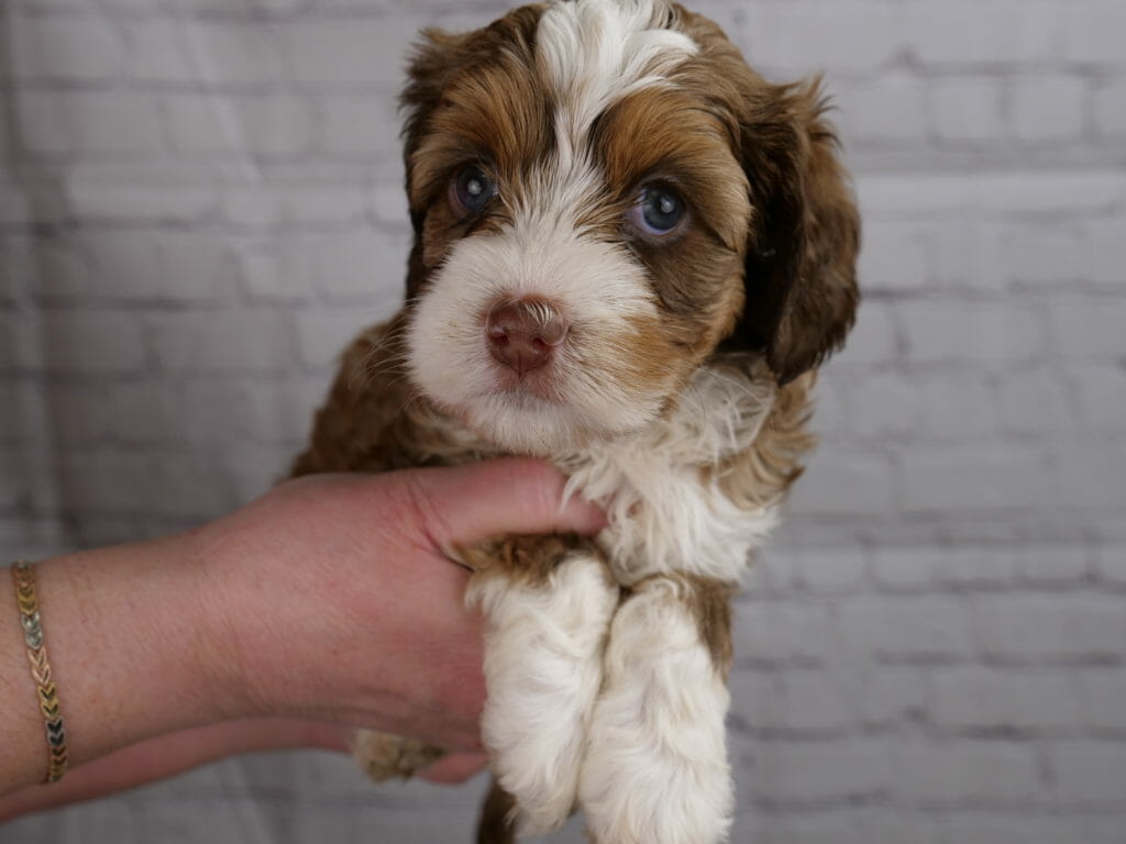 5-week old dilute chocolate phantom labradoodle puppy, held in someones hands and looking at the camera. Puppy has bright blue eyes, with a dilute brown face and ears. Muzzle and the top of her head are white, also white chest and front legs are visible.