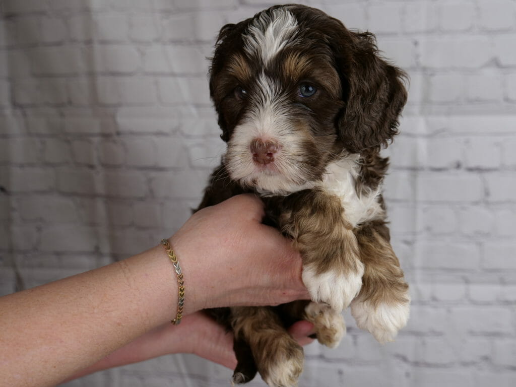 Chocolate phantom labradoodle puppy, 5-weeks old. Held in someones hands and head turned to face the camera. Front paws have white toes, light brown legs. White chest, muzzle and top of head. The rest of the puppy is dark chocolate brown with caramel tones on eyebrows and face.