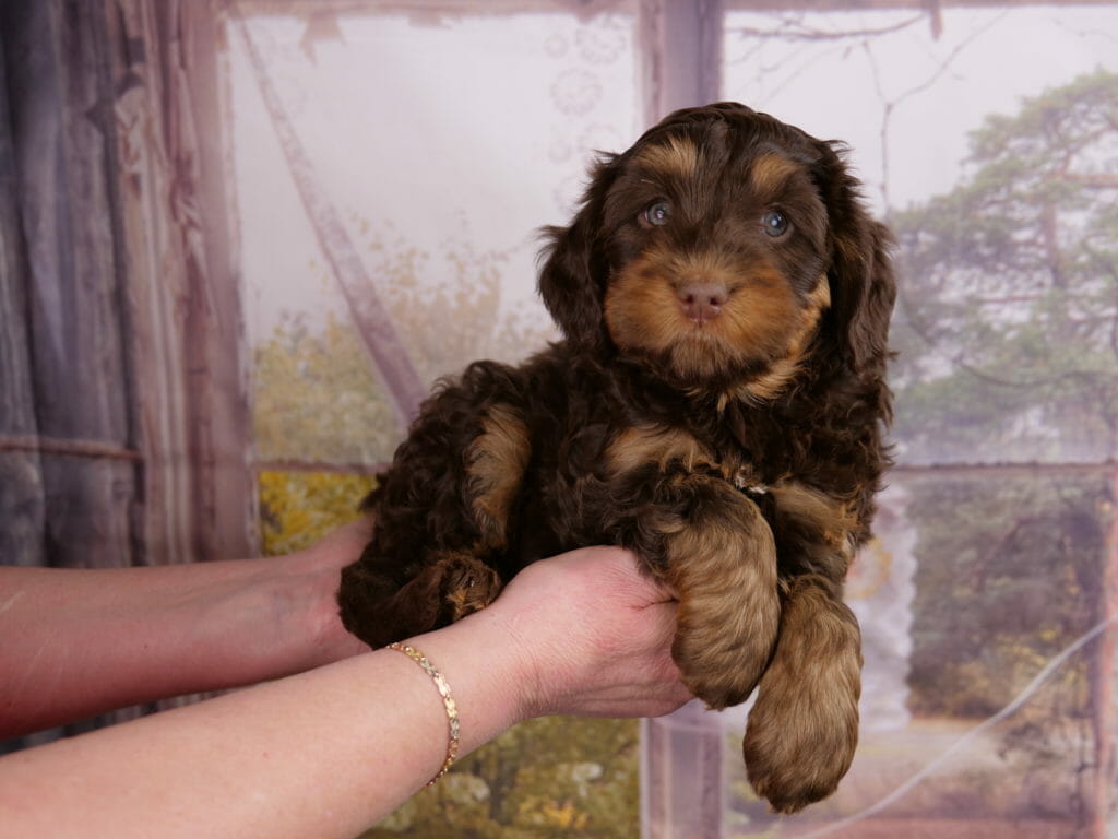 6-week old dark chocolate phantom puppy lying across someones hands. His body and head are solid dark chocolate with light tan/copper highlights on eyebrows, muzzle, legs and chest.