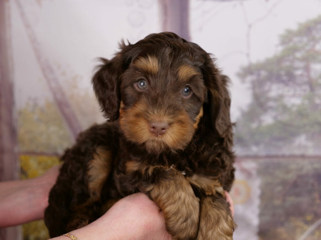 Dark chocolate phantom puppy, 6 weeks old. Held in someones hands. Copper/tan eyebrows, muzzle and front paws. He is looking just to the right of the image with blue/green eyes