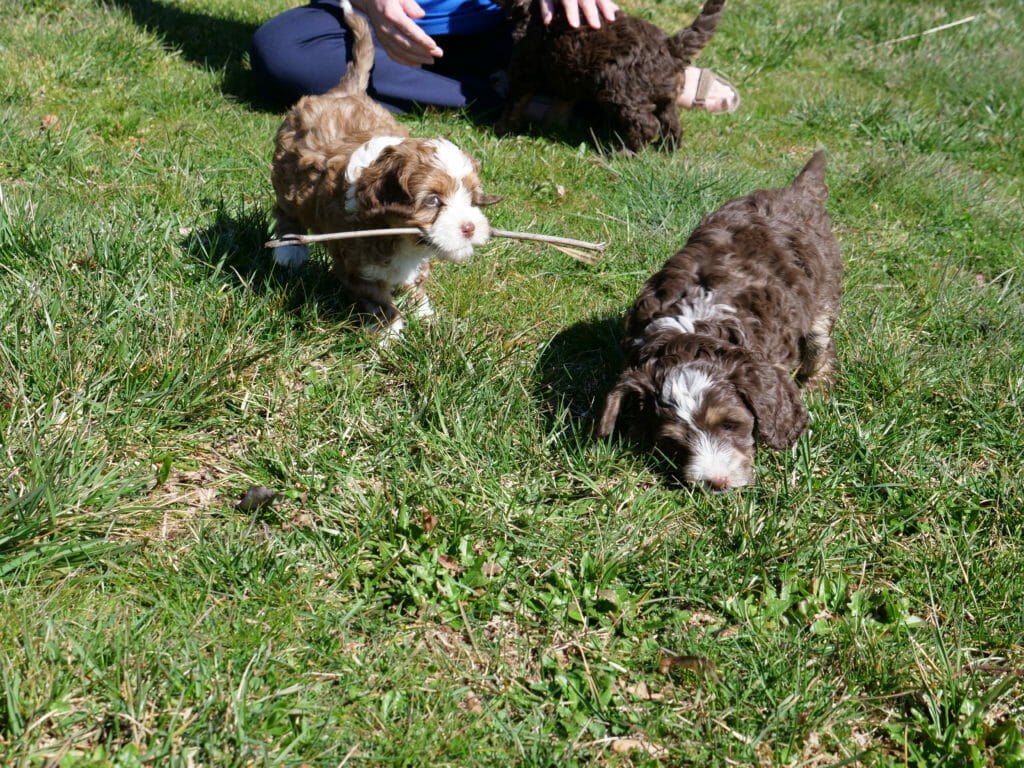 two 6-week old labradoodle puppies playing on grass. In the background a woman cuddles a third puppy. On the left is a dilute brown puppy carrying a stick. On the right a dark brown and white puppy is sniffing at the ground.