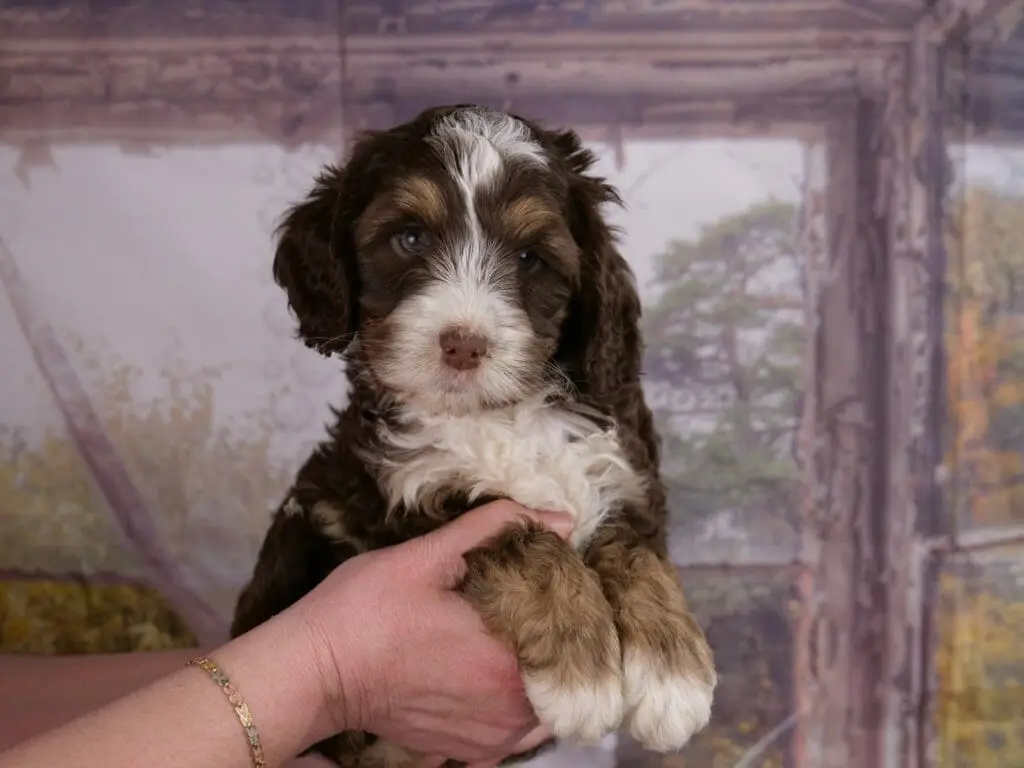 6-week old chocolate phantom labradoodle puppy held in someones hands. Puppy is alert and looking intently towards to camera. White chest, toes, muzzle and top of head. Dark chocolate brown patches over both eyes and ears, dark body. Light tan/copper eyebrows and front legs.
