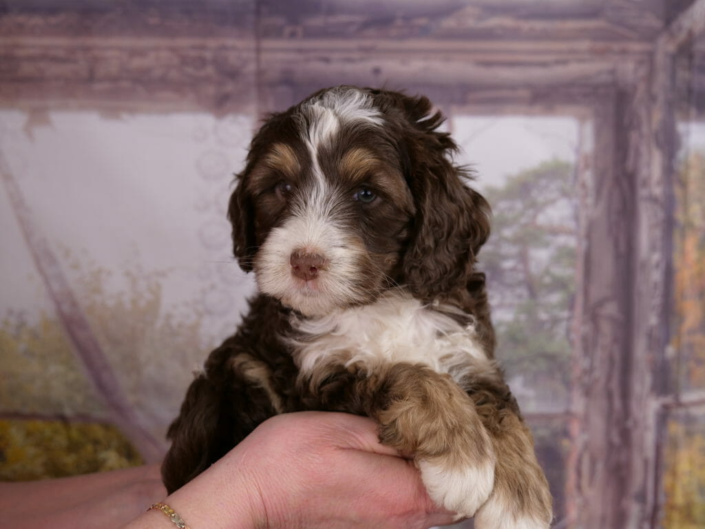 6-week old chocolate phantom labradoodle puppy. Coat is curly. White toes, chest, muzzle and top of head. Chocolate brown face, ears and body. With tan/copper eyebrows and front paws. Puppy is held in someones hands and looking just to the left of the image.
