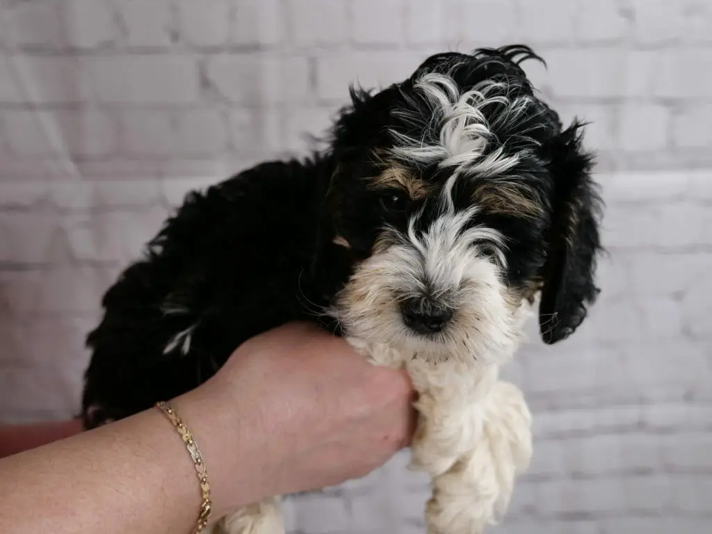 7-week old tricolor labradoodle puppy. White muzzle, and front paws with a curly white patch on the top of his head. Light tan/caramel eye brows and around face. Black face, ears and body with a little bit of white streak.