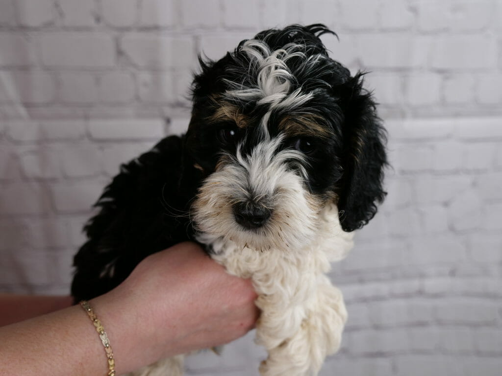 7-week old tri-color labradoodle puppy held in someones hands with a white brick background. Muzzle, front paws and top of head are white. Black face, ears and body. With caramel eyebrows.