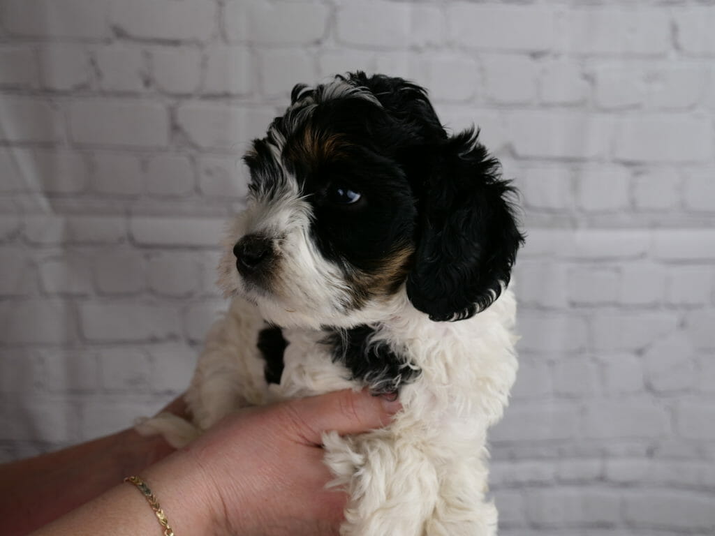 Profile of 7-week old tricolor labradoodle puppy. White body, legs and muzzle. Black head, patch on chest and shoulder. Tan/copper eyebrows and along jaw line.