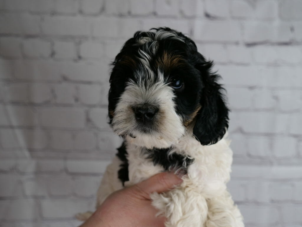 Tricolor puppy, 7-weeks old. Held in someones hands with a white brick background. Black face and ears, patch on chest and side of body. White body and muzzle with a small patch on the top of its head. Tan/copper eyebrows and along jawline.