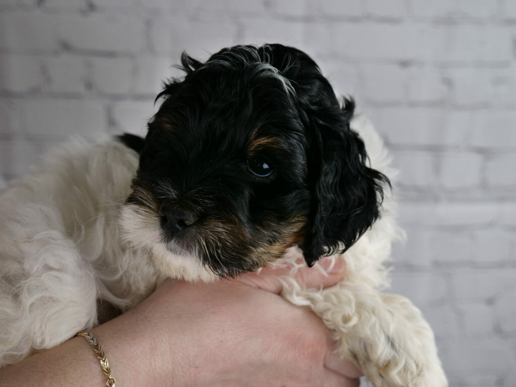 Tricolor 7-week old labradoodle puppy held in someones hands. Head is black with copper highlights and a tiny white patch on the top of his head. Body and lower part of face is white.
