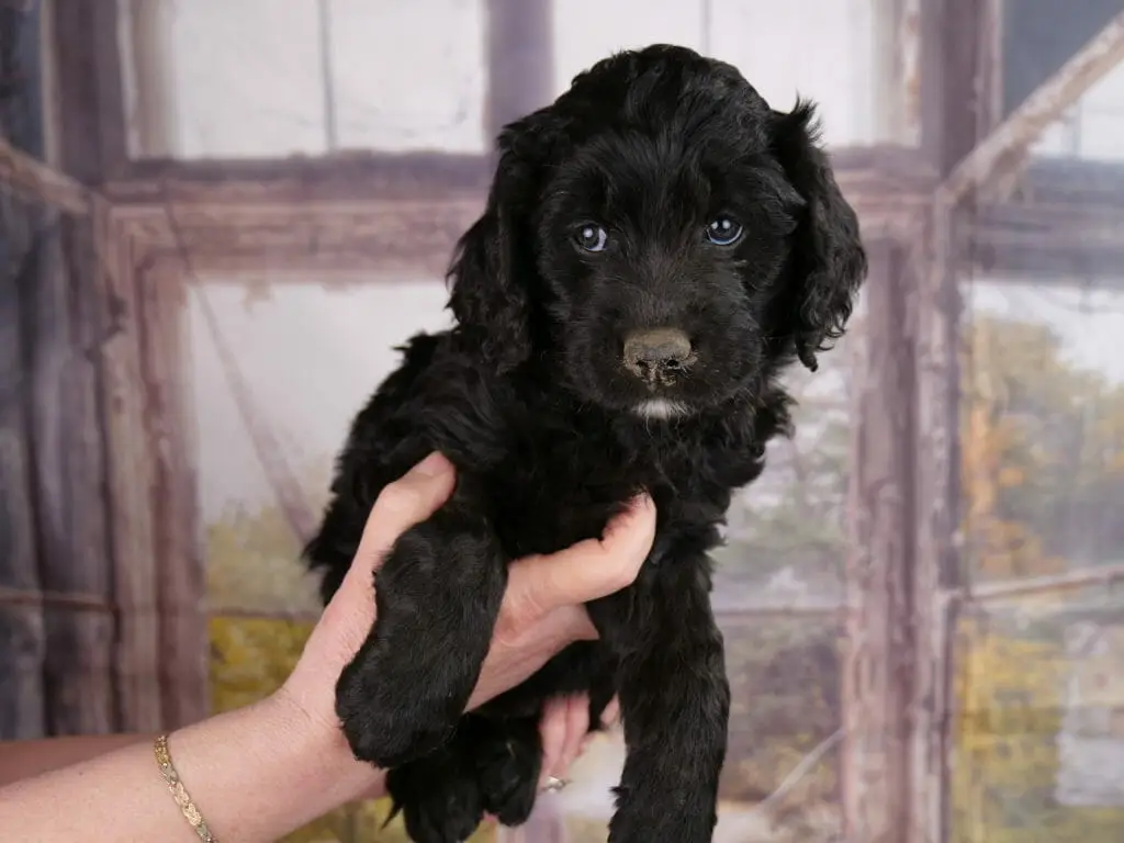 6-week old black labradoodle puppy held in someones hands. Puppy is solid black with a small white goatee.