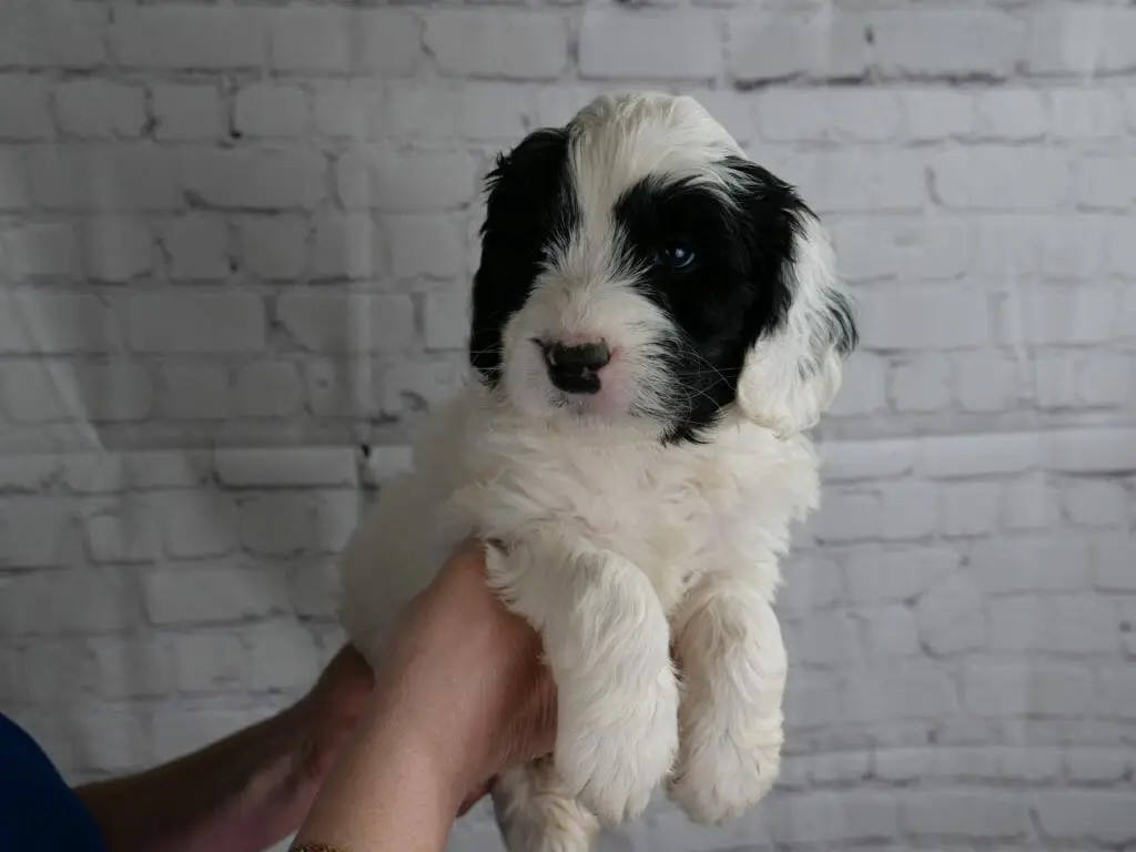 5-week old black and white labradoodle puppy held in someones hands in front of a white brick wall. Solid white body, legs, muzzle and top of head. With black patches over eyes and a white ear with some black markings.