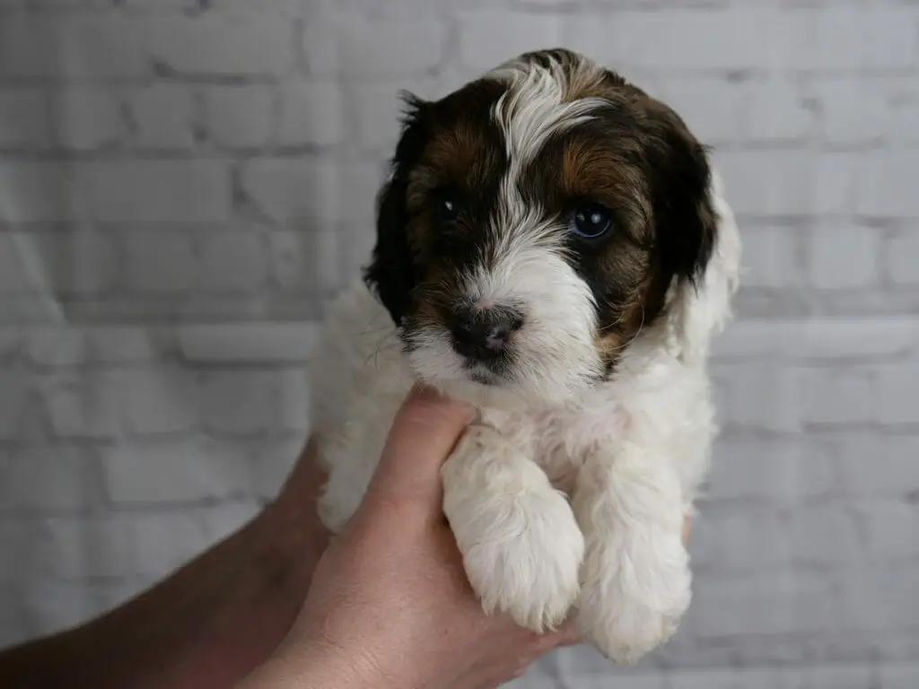 5-week old sable and white labradoodle puppy. Sable patches over both eyes and ears. White streak up from muzzle to the top of her head, body and legs are white.