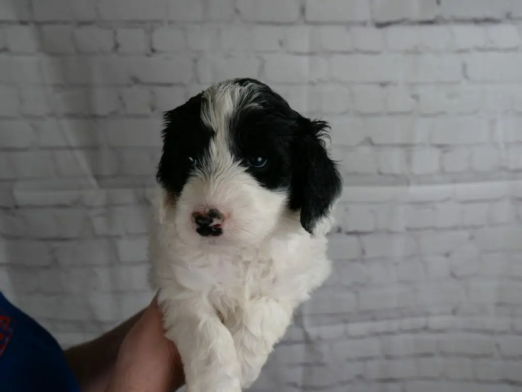 Black and white 5-week old labradoodle puppy held in front of a white brick wall. Puppys front paws are crossed and they are looking slightly downward. Black patches over eyes and ears, solid white otherwise.