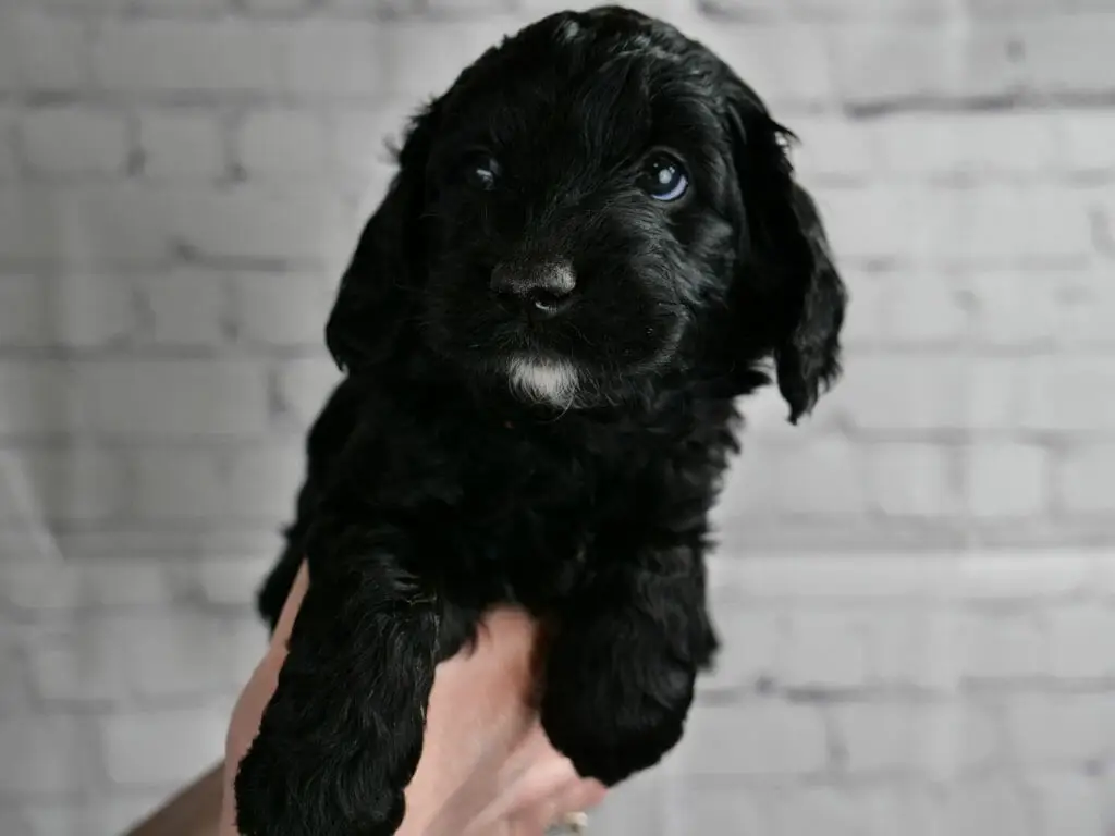 5-week old solid black labradoodle puppy held in front of a white brick wall. Puppy has dark eyes looking off to the side, and a little white goatee contrasting against shiney solid black.