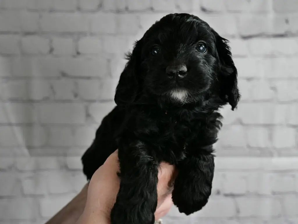 5-week old shiney black labradoodle puppy held in someones hands in front of a white brick wall. Puppy has a small white goatee, otherwise is solid black.