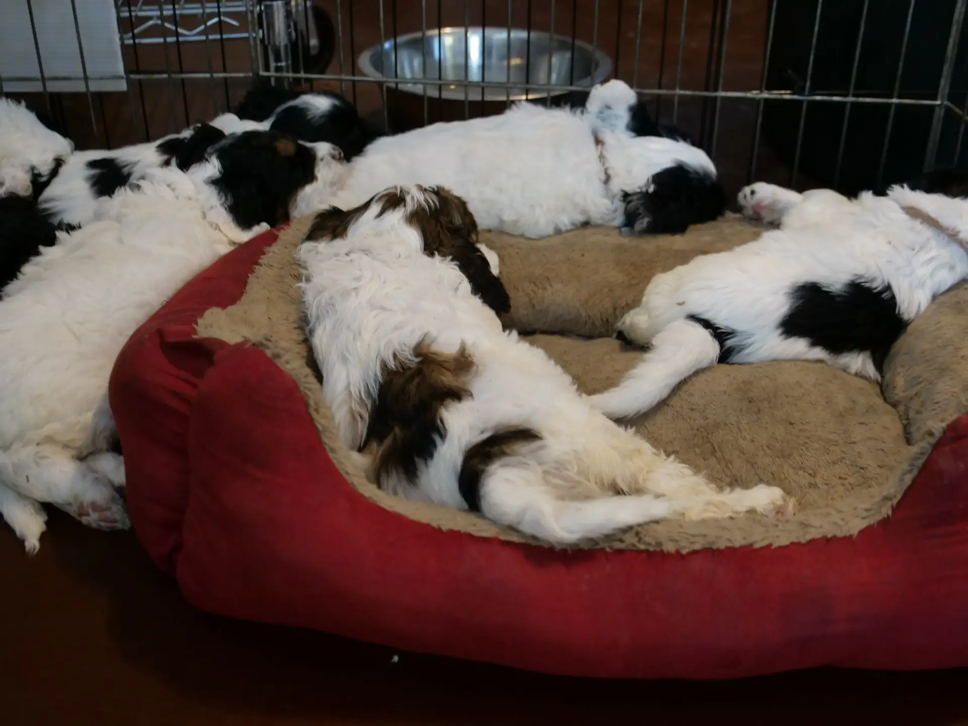 Dark red dog bed with 5-week old labradoodle puppies lying across it. Center of image is the back end of a white puppy with a patch of black/copper on its lower back, and black ears visible in the background. 3 other puppies are visible, mostly white with patches of black.