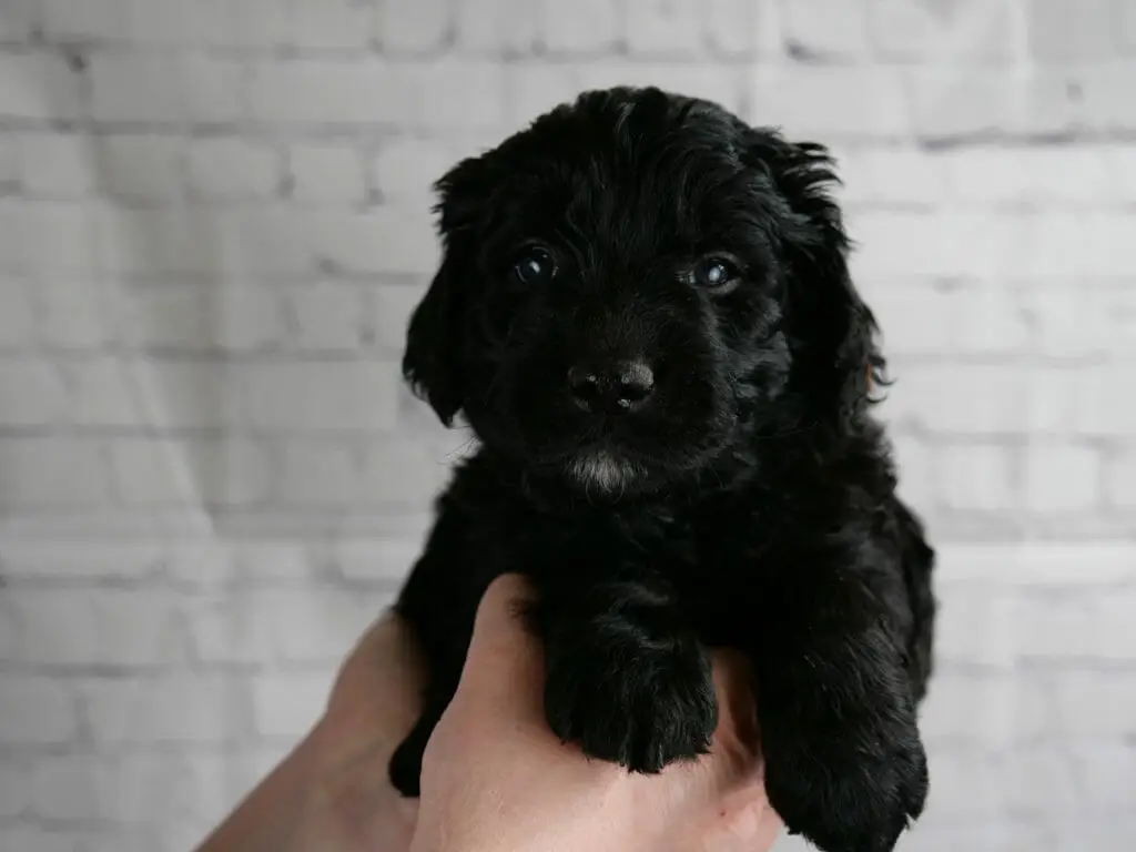 5-week old solid black labradoodle puppy with a small white goatee. Puppy appears to be smiling, curly black coat is shining in the light. Held in someones hands in front of a white brick wall.