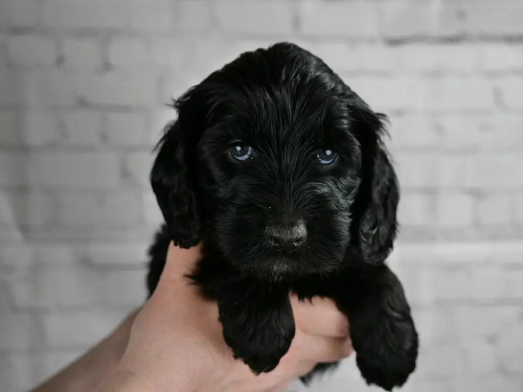 5-week old solid black labradoodle puppy, held in someones hands in front of a white brick wall.