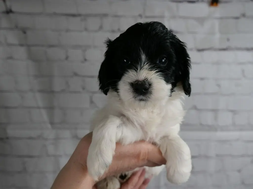 5-week old labradoodle puppy in front of a white brick wall. Puppy is held in someones hands facing the camera. Solid black head, ears and over eyes. White muzzle and body.