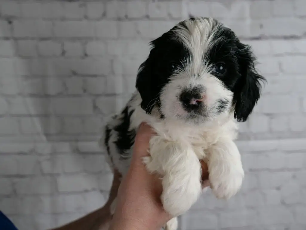 5-week old black and white labradoodle puppy. Body has black patches along her side. Black ears and patches over her eyes. A little black beauty mark on her cheek. White legs, chest and streak to the top of her head.