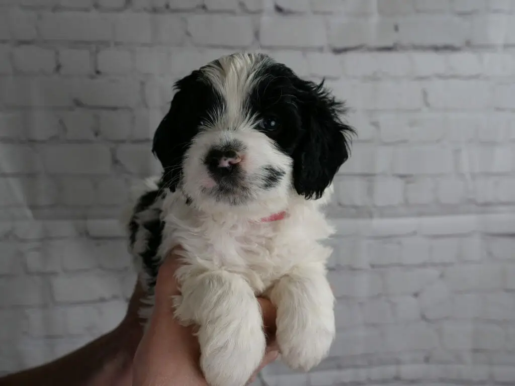 5-week old black and white labradoodle puppy lying across someones hands facing the camera. Puppy has black patches over her eyes and ears, a small beauty mark on her cheek and in the background her body has black markings along her side. She is white everywhere else.
