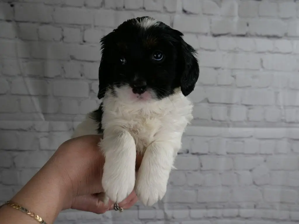 5-week old black and white labradoodle puppy held in someones hands in front of a white brick wall. Puppys chest and front legs are white, and the lower part of her jawline is also white. The rest of her head and face is solid black, with one patch of white on the top of her head.