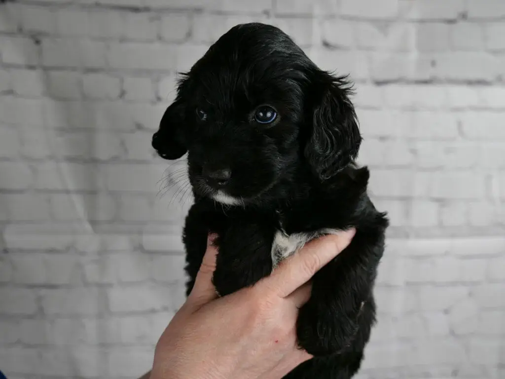 5-week old black labradoodle puppy with a patch of white on her chest and a small goatee.