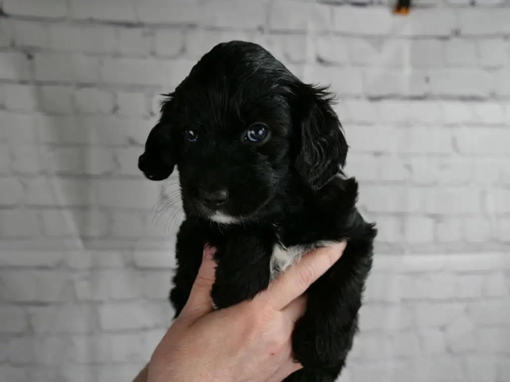 5-week old black labradoodle puppy held in someones hands in front of a white brick wall. Puppy has a white goatee and patch on her chest. Solid black otherwise.