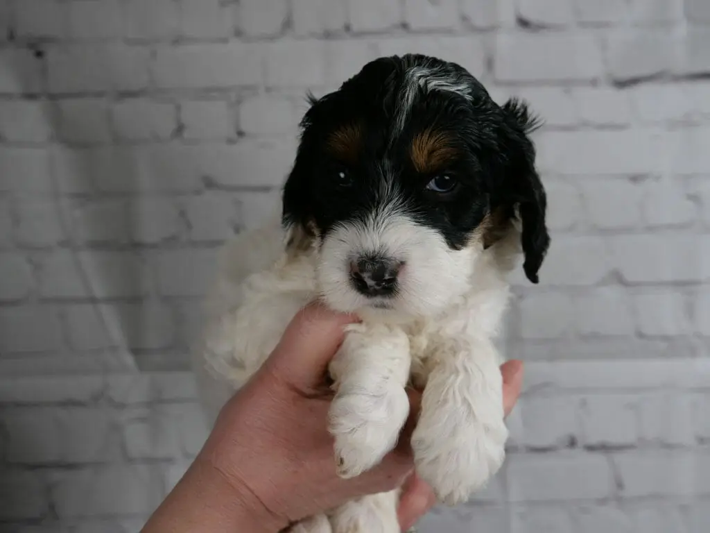 5-week old black and white labradoodle puppy with phantom markings on eyebrows. Black patches over both eyes and ears. Copper/reddish eyebrows. A small patch of white on the top of her head. Muzzle, legs and body are white.
