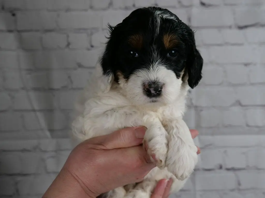 5-week old black and white labradoodle puppy held in someones hands in front of a white brick wall. Puppy has a white muzzle, legs and body. Black mask with copper/reddish eyebrows and a small patch of white on the top of her head.